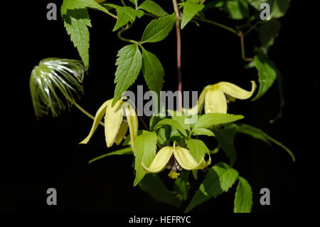 Clematis orientalis in fiore Foto Stock