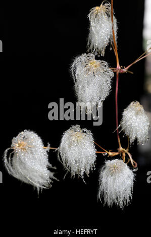 Clematis orientalis in fiore Foto Stock