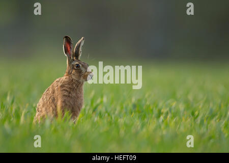 Brown lepre Lepus europaeus in un campo di cereali Foto Stock