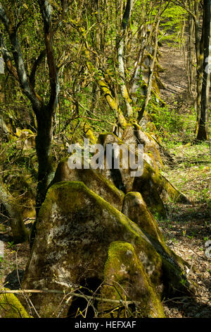 Deutschland, Renania settentrionale-Vestfalia, Kreis Euskirchen, Gemeinde Hellenthal, Udenbreth, Reste des Westwall (Siegfriedstellung) Foto Stock