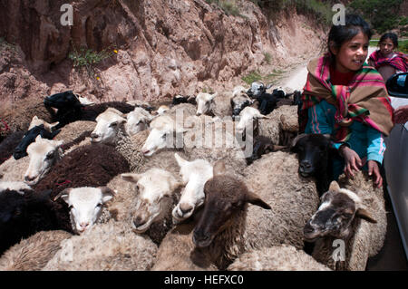 Una ragazza con le pecore nel sito archeologico di Moray in Valle Sacra nei pressi di Cuzco. Moray - è il nome delle rovine Inca vicino alla città di Maras, Foto Stock