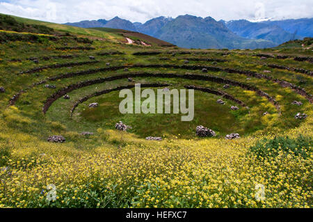Sito archeologico di Moray in Valle Sacra nei pressi di Cuzco. Moray - è il nome delle rovine Inca vicino alla città di Maras, Perù che si siede sei hundre Foto Stock
