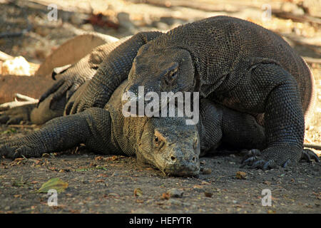 Accoppiamento draghi di Komodo (Varanus komodoensis). Rinca, Parco Nazionale di Komodo, Indonesia Foto Stock