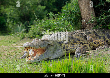 Coccodrillo del Nilo (Crocodylus niloticus) con bocca aperta, adagiata sulla riva del fiume. Murchison Falls, Uganda Foto Stock