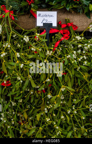 Vischio per la vendita a Natale Street Market, Lewes, Sussex, Regno Unito Foto Stock