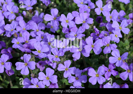 Aubrieta deltoidea in fiore Foto Stock