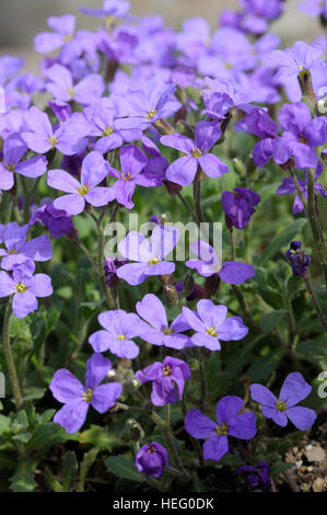 Aubrieta deltoidea in fiore Foto Stock
