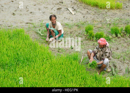 Hariargup: campi di riso, uomini pianta di riso, Khulna Division, Bangladesh Foto Stock