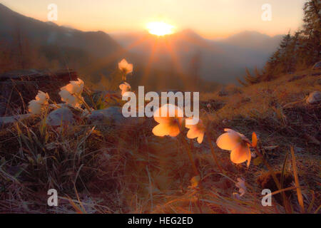 Austria, Tirolo, Thiersee (paese), Rosa di Natale sulla Kalaalm (ALP) Foto Stock