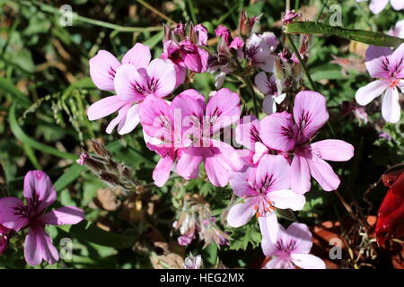 Close up di Pelargonium citrosum o noto come repellenti per zanzare impianto o stabilimento di citronella Foto Stock