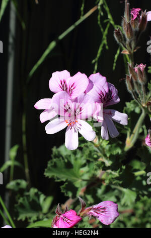 Close up di Pelargonium citrosum o noto come repellenti per zanzare impianto o stabilimento di citronella Foto Stock