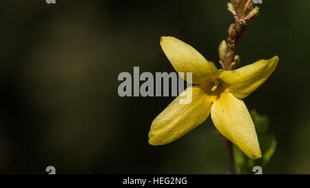 Coltivazione, un singel luminoso giallo fiore su un arbusto con un bel verde bokeh di fondo Foto Stock