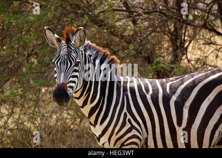 Le pianure zebra (Equus quagga), il Lago Manyara National Park, Tanzania Foto Stock
