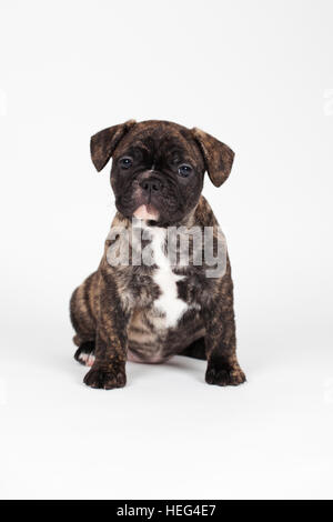 Bulldog francese (Canis lupus familiaris) cucciolo, seduta, studio shot Foto Stock