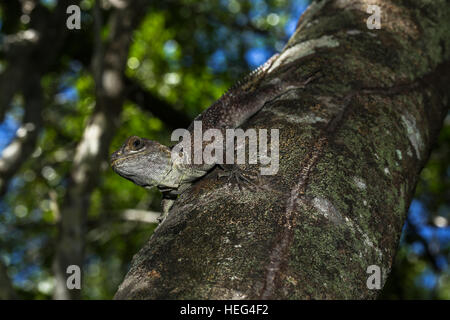 Madagascar acciuffato iguana (Oplurus cuvieri) su un tronco di albero, Ankarafantsika Parco Nazionale, Boeny, Madagascar Foto Stock