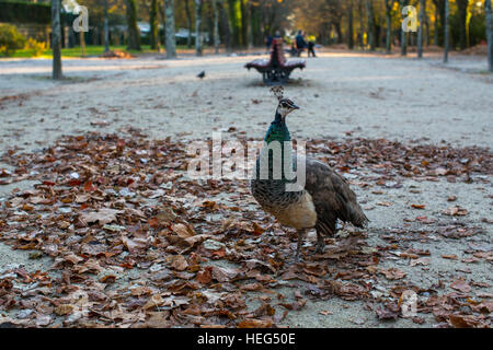 Peacock camminando in autunno Park, Porto, Portogallo. Foto Stock