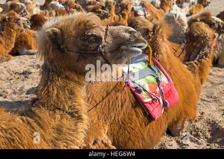 Allevamento di cammelli a sabbia,Lago, Shizuishan, Ningxia, Cina Foto Stock