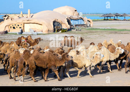 Allevamento di cammelli,Sand Lake, Shizuishan, Ningxia, Cina Foto Stock