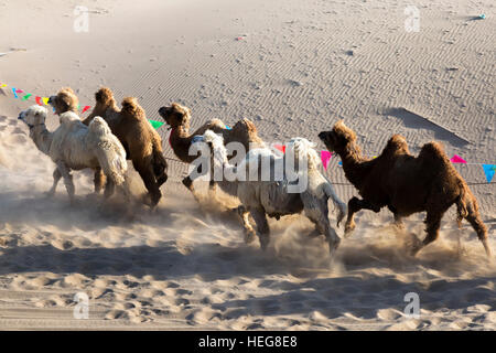 Allevamento di cammelli,Sand Lake, Shizuishan, Ningxia, Cina Foto Stock