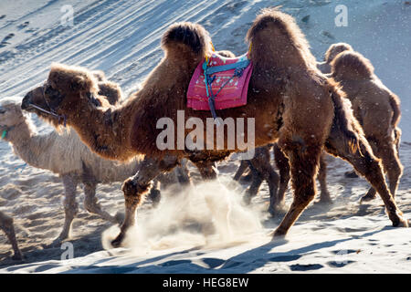 Allevamento di cammelli,Sand Lake, Shizuishan, Ningxia, Cina Foto Stock