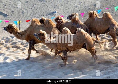 Allevamento di cammelli,Sand Lake, Shizuishan, Ningxia, Cina Foto Stock