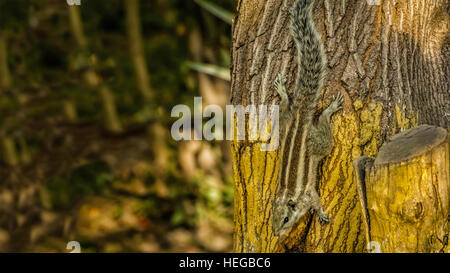 Scoiattolo scoiattolo fatti giocando su albero in autunno dopo la pioggia lo scoiattolo in azione Foto Stock