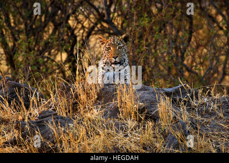 Leopard madre & il suo sub maschio adulto cub hanno un impala uccidere nelle vicinanze della struttura che si nutrono di, visto mentre su safari mobile Foto Stock