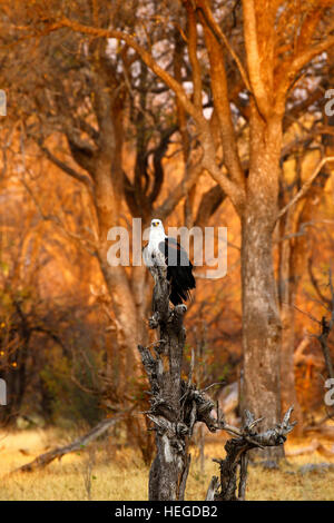 African fish eagle arroccato su un albero morto tronco sopra l'acqua guardando per pesci di movimento in modalità di caccia Foto Stock