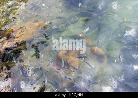 Secca del sergente maggiore dei pesci (Abudefduf saxatilis) vicino alla superficie dell'acqua da sopra Foto Stock