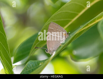 Viola hairstreak butterfly (Favonius quercus) appollaiato in un albero di noce in Grecia, Europa Foto Stock