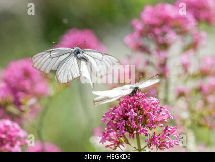 Il corteggiamento di farfalla comportamento - nero-bianco venato farfalle (Aporia crataegi) sul rosso fiori di valeriana in Grecia Foto Stock