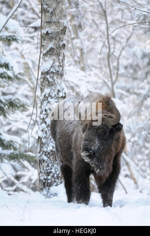 Il bisonte europeo (Wisent, Bison bonasus) in inverno foresta. Parco nazionale di Ugra, regione di Kaluga, Russia. Dicembre, 2016 Foto Stock