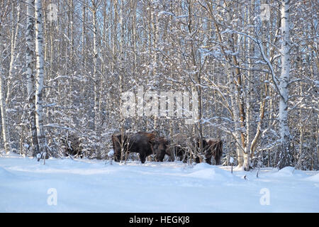 Il bisonte europeo mandria (Wisent, Bison bonasus) in inverno foresta. Parco nazionale di Ugra, regione di Kaluga, Russia. Dicembre, 2016 Foto Stock