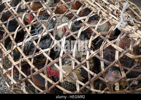 Tessuto di bambù spaccati gabbia contenente pollame vivo. Macelleria stallo. Strada del mercato. Sambava. A nord-est del Madagascar. Foto Stock