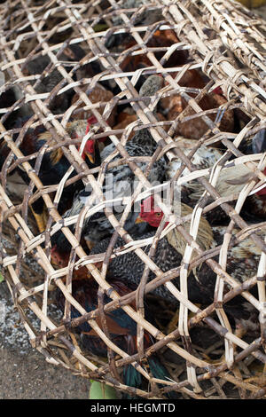 Bambù spaccati tessute a mano gabbia contenente pollame vivo. Macelleria stallo. Strada del mercato. Sambava. A nord-est del Madagascar. Foto Stock