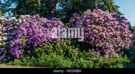 Il fiore dello stato di Washington cresce grossa in Burien, Washington. Foto Stock