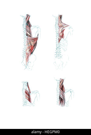 Muscoli della schiena, disegnato a mano Illustrazione medica disegno con imitazione litografia Foto Stock