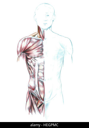 Muscoli del collo, spalle, torace e addome, disegnato a mano Illustrazione medica disegno con imitazione litografia Foto Stock