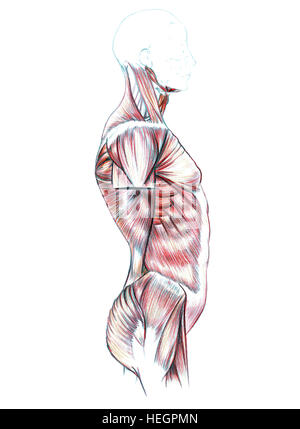 Muscoli della schiena, spalle, torace, addome e glutei, disegnato a mano Illustrazione medica disegno con imitazione litografia Foto Stock