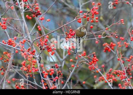 Fringuello seduto su rowan rami albero Foto Stock