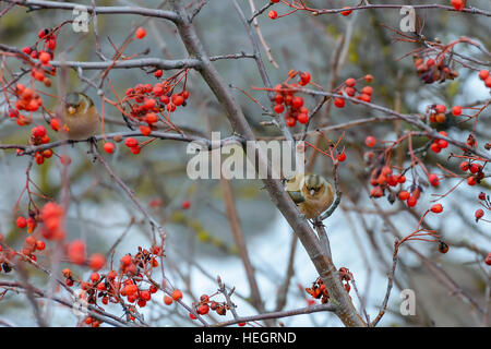 Fringuelli seduto su rowan filiali Foto Stock