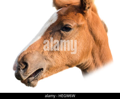 Testa di cavallo isolato su bianco Foto Stock