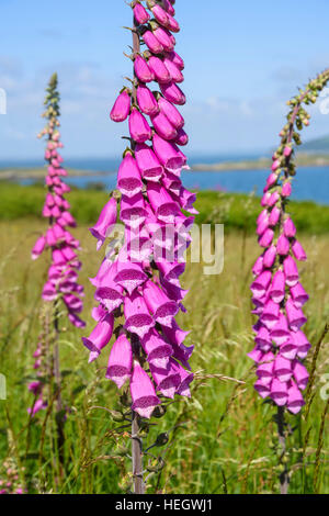 Foxglove, Digitalis purpurea, millefiori, Dumfries & Galloway, Scozia Foto Stock