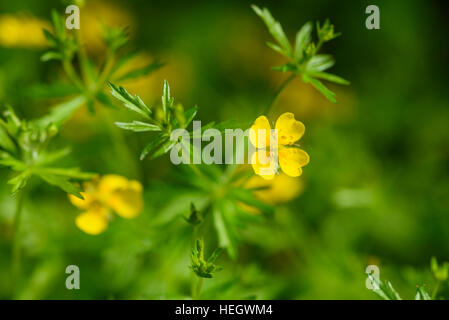 Tormentil, Portentilla erecta, wildlfower, Dumfries & Galloway, Scozia Foto Stock