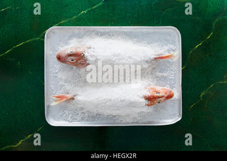 Due pesce vassoio al forno con sale Gurnard rosso Foto Stock