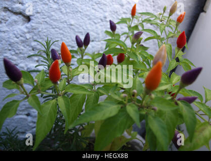 Pianta di Chili con peperoncini di vario grado di maturazione Foto Stock