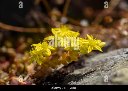 Mordere Stonecrop, Sedum acre, millefiori, Carrick, Dumfries & Galloway, Scozia Foto Stock