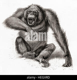 Un Bornean orangutan, pongo pygmaeus, anche ortografato orango, orangutang o orang-utang. Da Meyers lessico, pubblicato 1924. Foto Stock