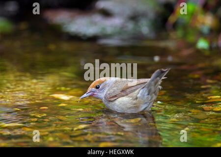 Eurasian Capinera (Sylvia atricapilla) femmina di balneazione in acque poco profonde di brook Foto Stock