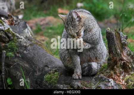 Gatto selvatico europeo (Felis silvestris silvestris) leccare forepaw nella foresta Foto Stock